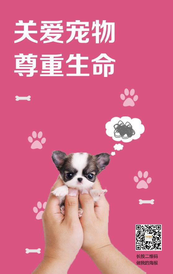 關(guān)愛寵物知識(shí)宣傳海報(bào)模板下載